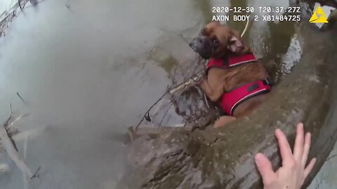 Cheektowaga Police officers rescue dog clinging to tree in creek