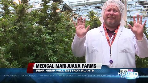 Medical marijuana farms could be in danger with possible nearby hemp production