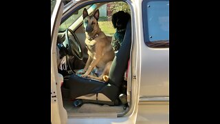 The Canine Gang is caught red handed stealing truck.