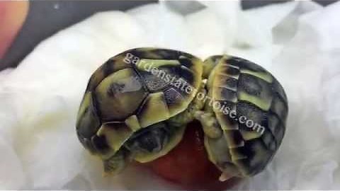 Separating Tortoise Twins