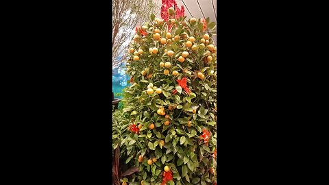 China Orange tree Singapore