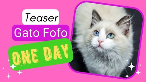 [TEASER] ONE DAY, cheerful and adorable, how not to love cats! #cute_cat🐈