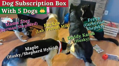 Christmas Dog Subscription Box December 2020 | So Many Dogs🐾🐶