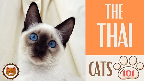 🐱 Cats 101 🐱 THAI CAT - Top Cat Facts about the THAI