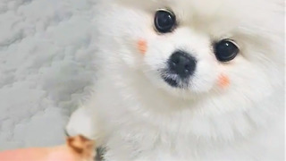 Pomeranian wearing makeup begs for a treat