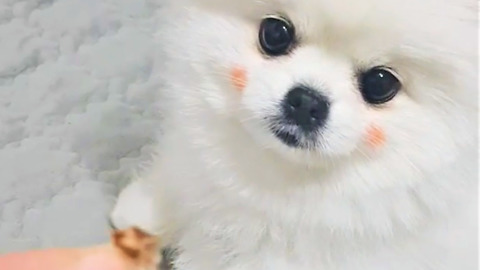 Pomeranian wearing makeup begs for a treat