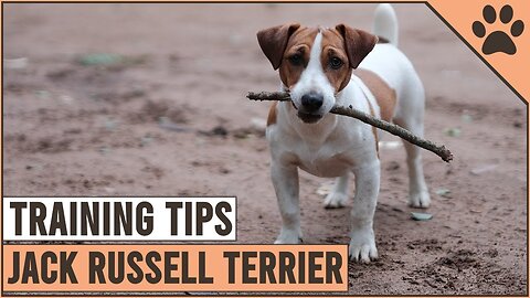 How To Train A Jack Russell Terrier