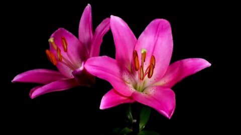 Stunning Time Lapse Video Featuring Blooming Flowers