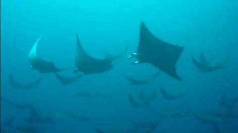 stingrays are very unique