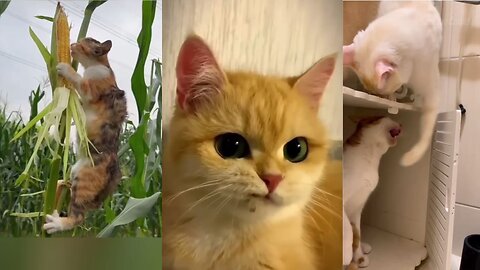 Funny animals 2023😆 - Funniest Cats and Dogs Video🐕🐈