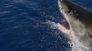 Il potente squalo bianco in slow-motion
