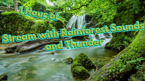 Rainforest and Thunder Sounds with Stream for 1 Hour