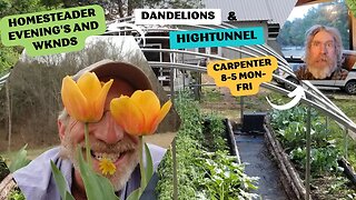 Dandelions, Homesteading, and Carpentry! A Day In The Life At Our Homestead!