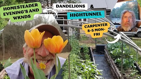Dandelions, Homesteading, and Carpentry! A Day In The Life At Our Homestead!