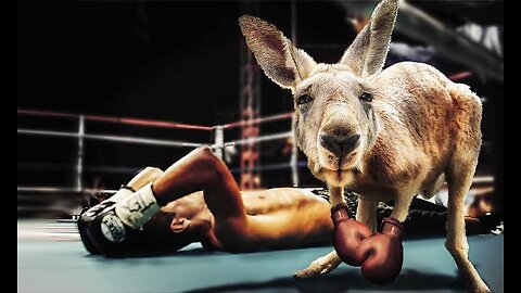 Kangaroo vs. Human: Epic Boxing Showdown in the Ring!