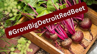 Growing Beets from Seeds in Containers!