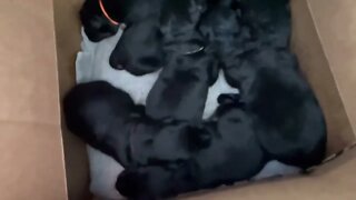 A litter of seven German Shepherd puppies, just a few hours old.