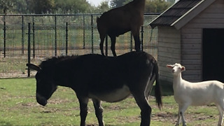 Goat Jumps On Donkey's Back To Reach Leaves