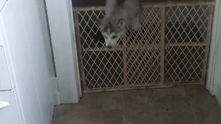 7-week-old puppy is an expert escape artist