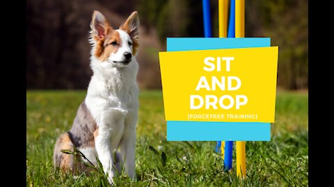 Easy Method: How To Teach Your Dog To Sit And Drop Today For Free!