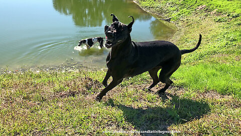 Joyful Great Danes Love to Run and Have Fun in the Sun