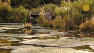 Wetlands are more essential than most people realize, especially in the city