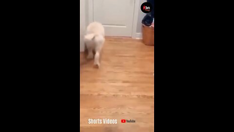 Dogs fighting cats funny