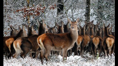 Beautiful Group Of Deer At Winter
