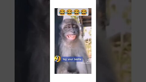 Funny Monkey Animal and Human Videos 2023 Best Funny Animal Compilation || Funny Monkey