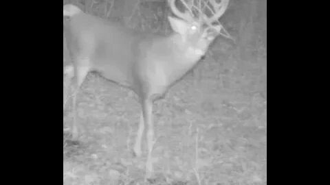 Huge nontypical buck aggressively works a scrape and licking branch with Buck Fire Raging Estrus