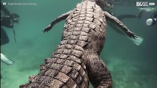 Il nage parmi les crocodiles géants aux Caraïbes