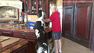 Great Dane Puppy Checks out Chewy Canidae Dog Food Delivery