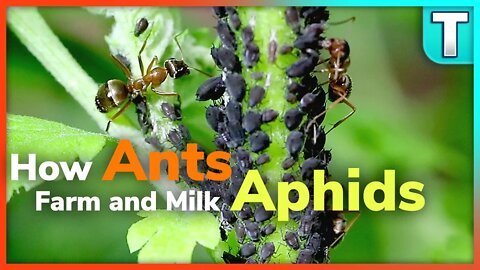 How Ants Farm and Milk Aphids | Stories from Nature