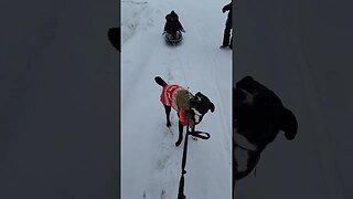 Trying To Get Her To Pull The Sled #shorts #youtubeshorts #winter