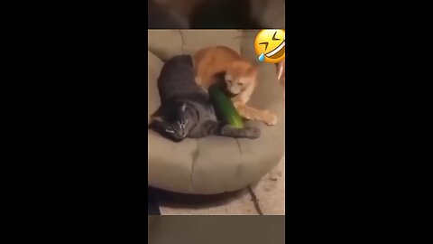 Very funny cat and dogs compilation 😂😂