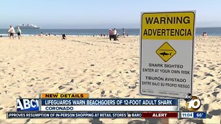 Lifeguards warn beachgoers about 12-foot adult shark