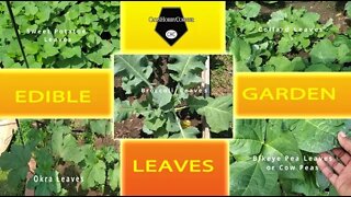 Edible Garden Leaves - 3Jul2022