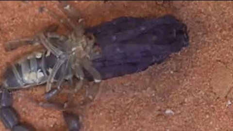 Time-lapse: un scorpion se défait de son exosquelette