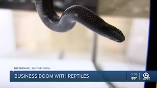 Pet stores see surge in reptile sales during pandemic