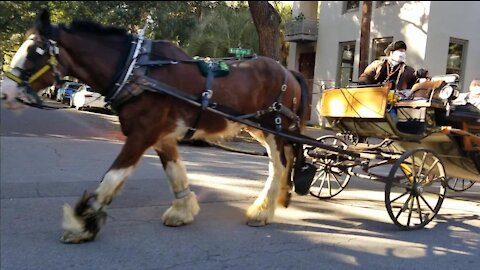 Savannah Street Horse & Carriage