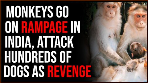 Monkeys Drop Dogs From Rooftops, Trees In Bizarre, Apparently Revenge-Motivated Attacks