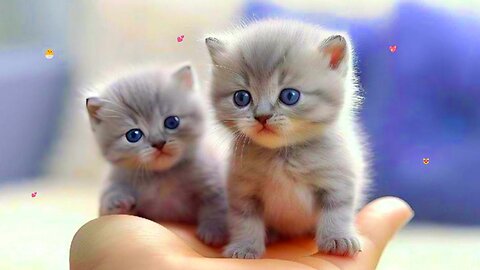 So many cute kittens videos compilation 2024 #2