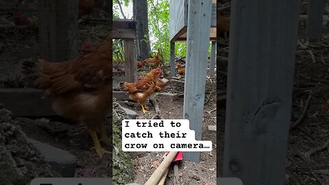 Our chickens CROWED on camera #animals #vlog #shorts