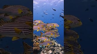 Eastern Sweetlips of the Indian Ocean