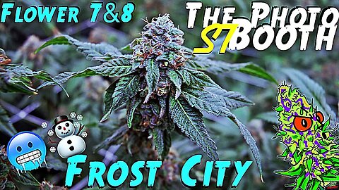 The Photo Booth S7 Ep. 10 | Flower Weeks 7 & 8 | Frost City | AirCube System Grow