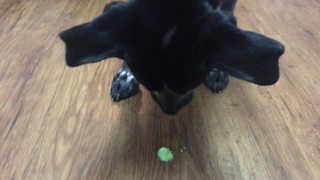 Dog tries various candies, selects his favorite