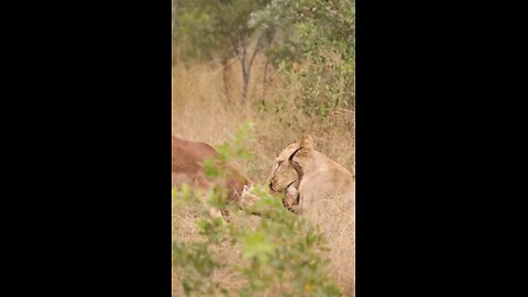On The Hunt Lions Ambush Impala Ram