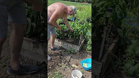 Replanting lettuce and harvesting potatoes 🍅🥒🥔🥔🫑