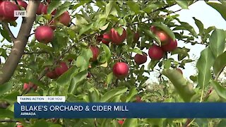 Apple Picking at Blake's Orchard