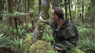 Poisoning Stewart Island - is it ecocide?